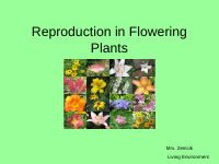 Reproduction in Flowering Plants (3).ppt